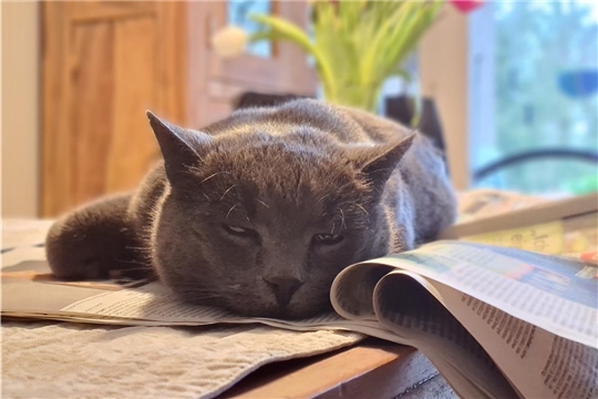 Nicht nur Barbara Bergmann und Jörg Kemmler lesen die BKZ, auch ihr Kater Junior: „Sobald er das Rascheln von Zeitungspapier hört, kommt er angerannt und legt sich auf die Zeitung.“