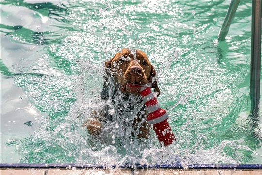 6. Hundeschwimmen im Backnanger Freibad