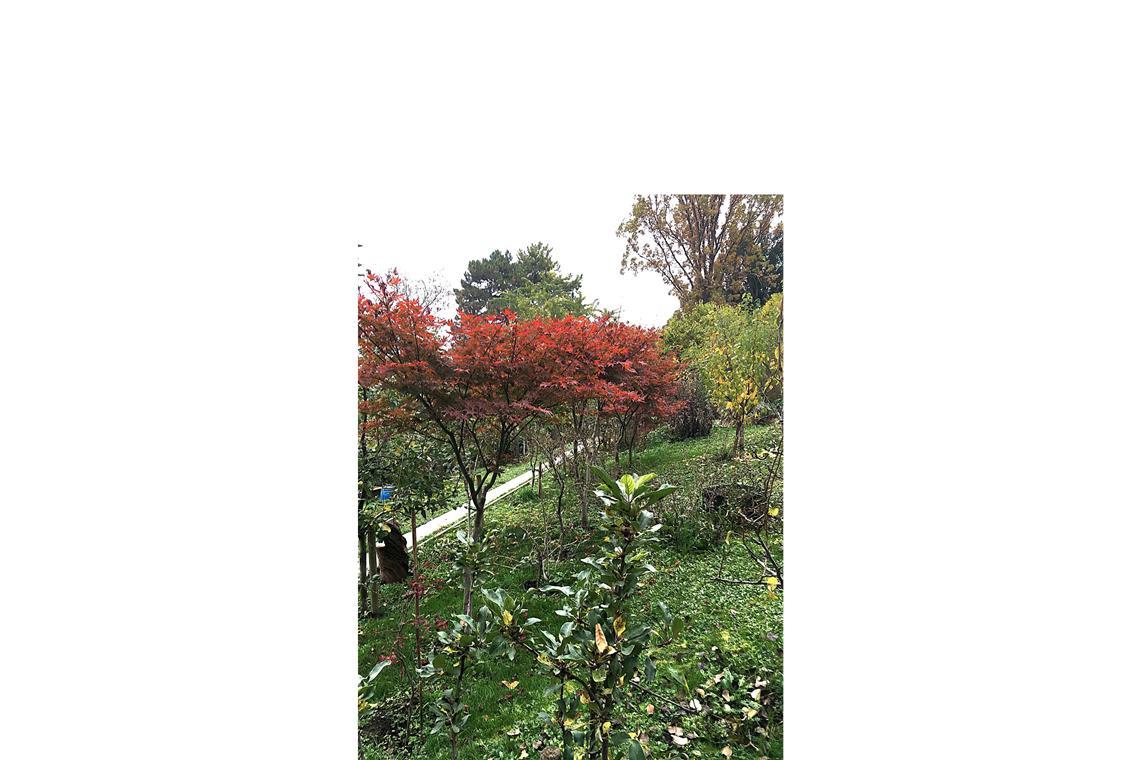 . . . bis auf die steilen Hanggärten, hier ein Blick in Matthias Rexroths Gartenteil, die sich von der Olgastraße  direkt beim Landgericht bis hinauf zur Gaisburgstraße ziehen. Die Gaisburgstraße befindet  sich direkt hinter der Alexanderstraße. Der Garten wurde von Wilhelm Brenner schon im 19. Jahrhundert vertikal in zwei Teile getrennt.