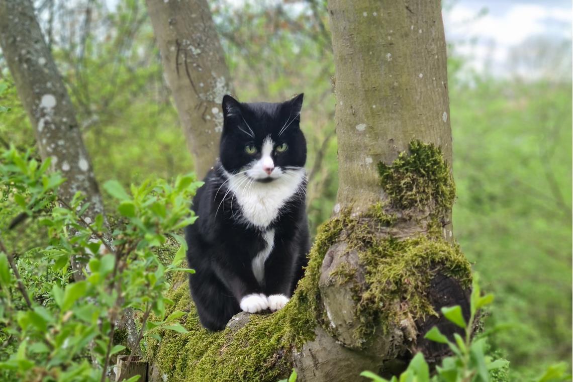  Eine besondere Geschichte hat übrigens Juniors Katzen-Schweseter „Regenbogen“ a...