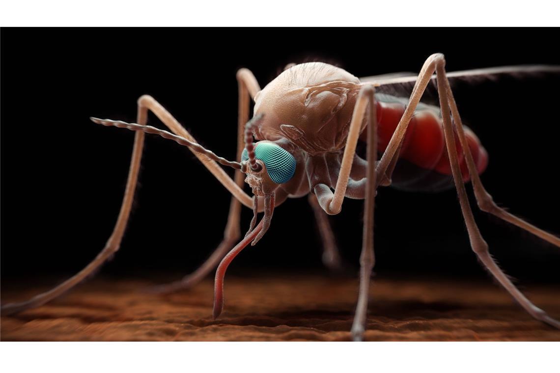 3D-Illustration eines weiblichen Moskito der Gattung Anopheles, welcher den einzelligen Parasiten der Gattung Plasmodium überträgt,der wiederum Malaria hervorruft.