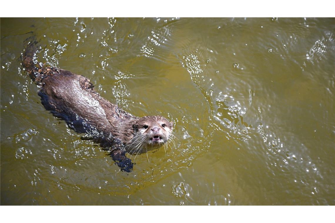 Ab ins Wasser: Ein Zwergotter schwimmt in einem Gehege.