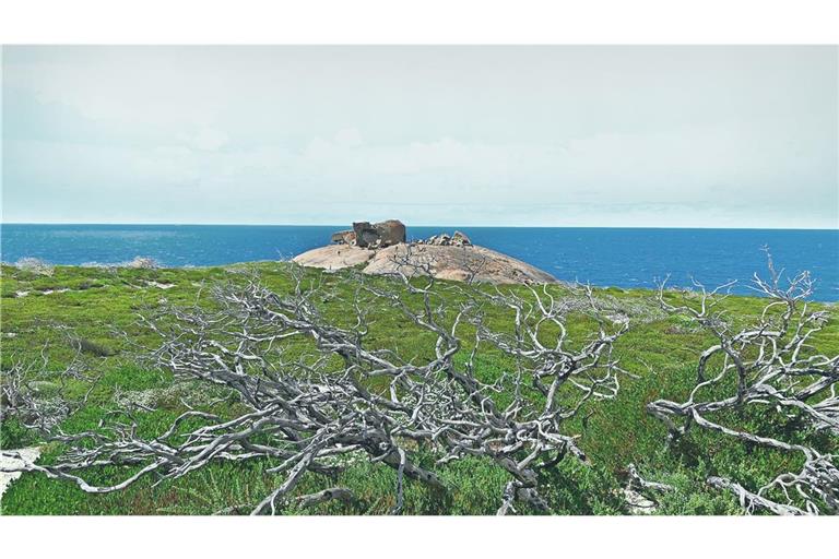 Abgestorbene Bäume und grüne Vegetation vor den Remarkable Rocks: Langsam erholt sich Kangaroo Island wieder. WEITERE BILDER IM STEHSATZORDNER; AUCH KOALAS UND KÄNGURUS