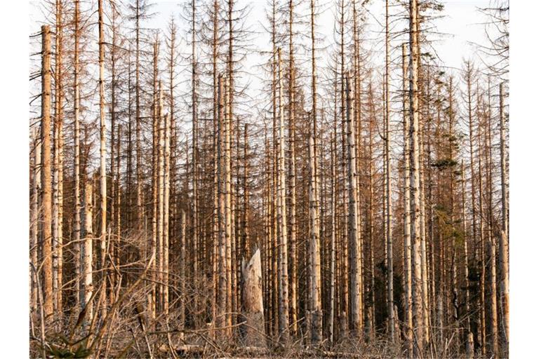 Abgestorbene Fichten im Harz. Foto: Swen Pförtner/dpa