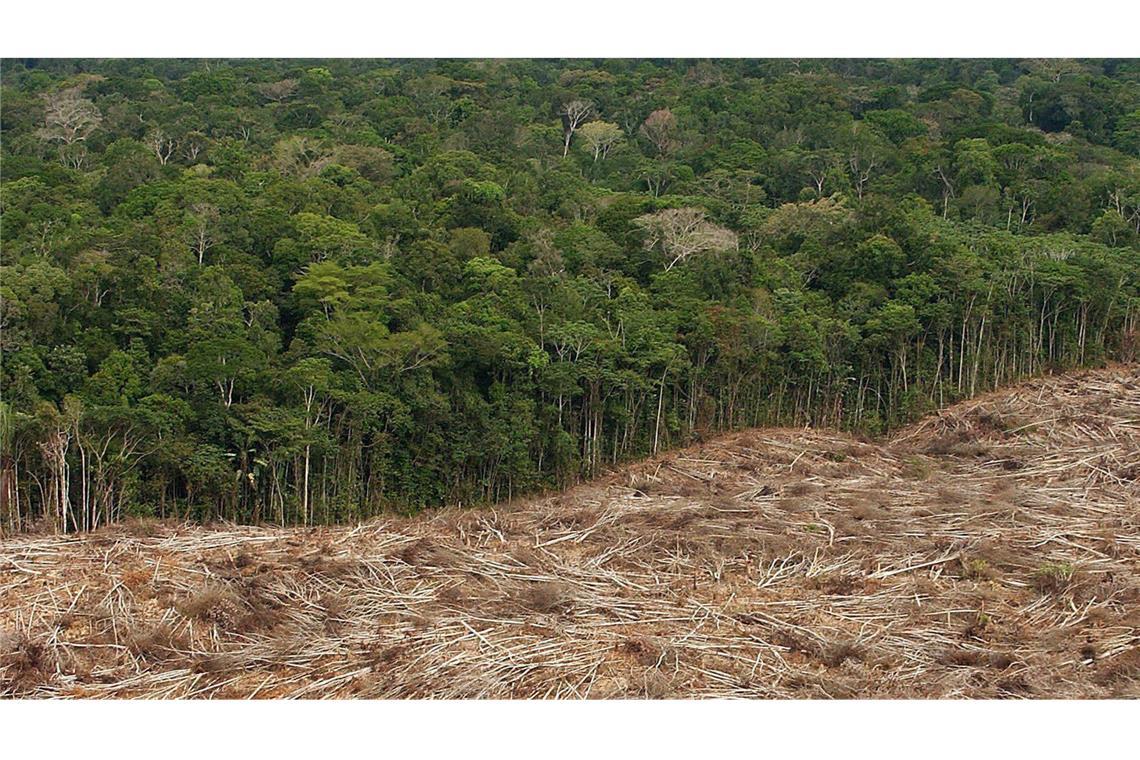 Abholzung des Regenwalds im Amazonasgebiet in Brasilien.