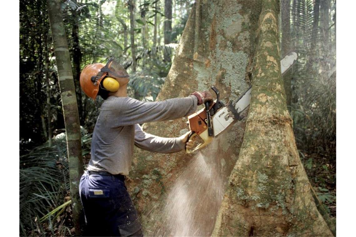 Klimatrend setzt sich fort: 2019 wohl zweitheißestes Jahr Abholzung im brasilianischen Regenwald. Foto: Werner Rudhart/dpa/Archiv