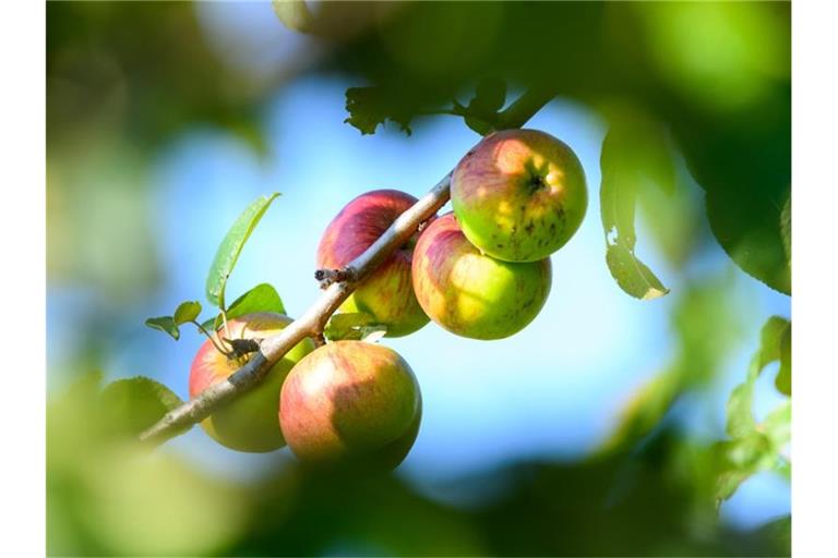 Äpfel hängen am Baum. Foto: Andreas Arnold/dpa/Symbolbild