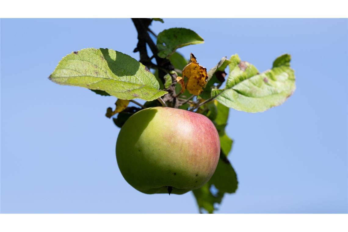 Äpfel von Streuobstwiesen werden bevorzugt zu Apfelwein verarbeitet. (Archivbild)