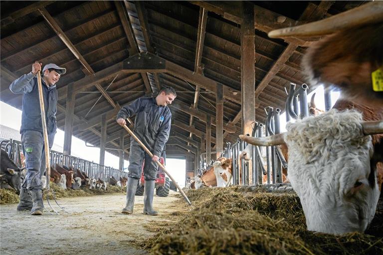 Alexis (links) und Valentin kümmern sich unter anderem um die 55 Kühe auf dem Karlshof. Foto: Alexander Becher