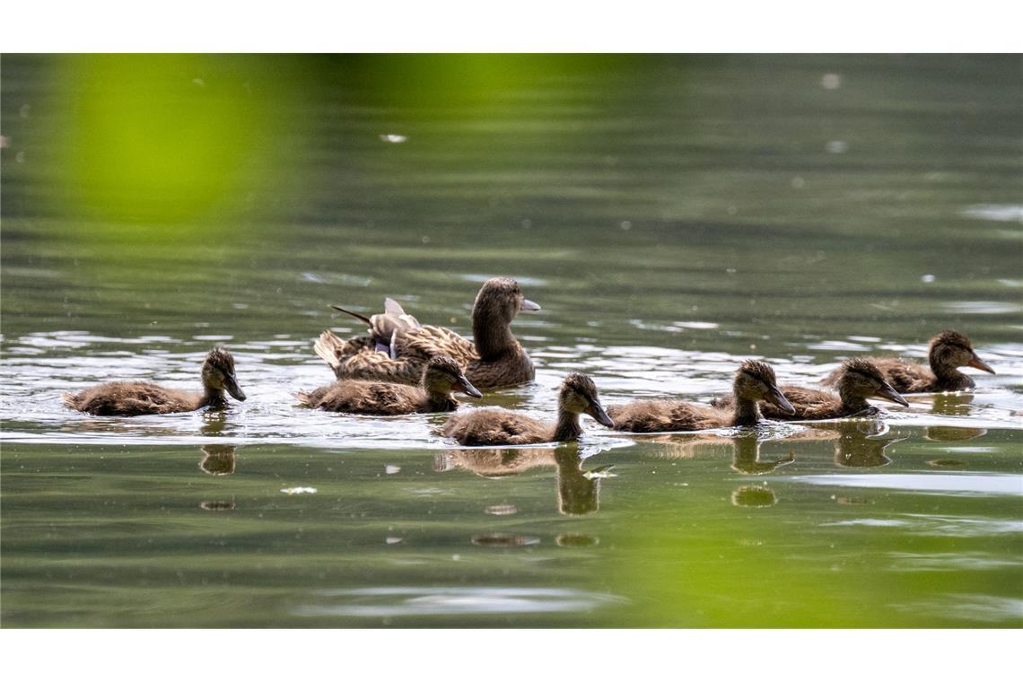 Alle vereint: Eine Ente schwimmt mit ihren Jungen auf dem Scharmützelsee in Bad Saarow.