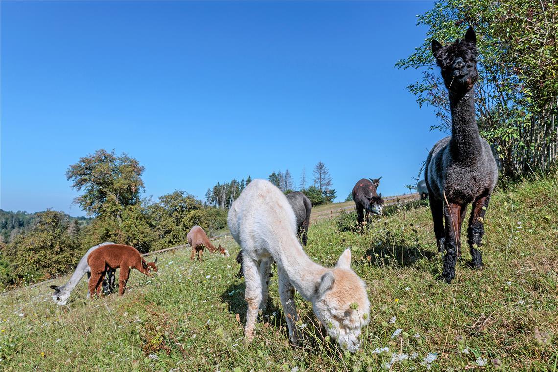 Alpakas fühlen sich an Hängen wohl. Das kleine braune Fohlen Resi (links) wurde Ende Juni geboren und ist das einzige Jungtier in diesem Jahr in Inken Bubecks Zucht. Fotos: Stefan Bossow