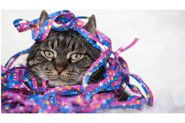 Als Kater oder Katzenjammer bezeichnet man umgangssprachlich das Unwohlsein und die Beeinträchtigung der körperlichen und geistigen Leistungsfähigkeit eines Menschen infolge übermäßigen Alkoholkonsums.