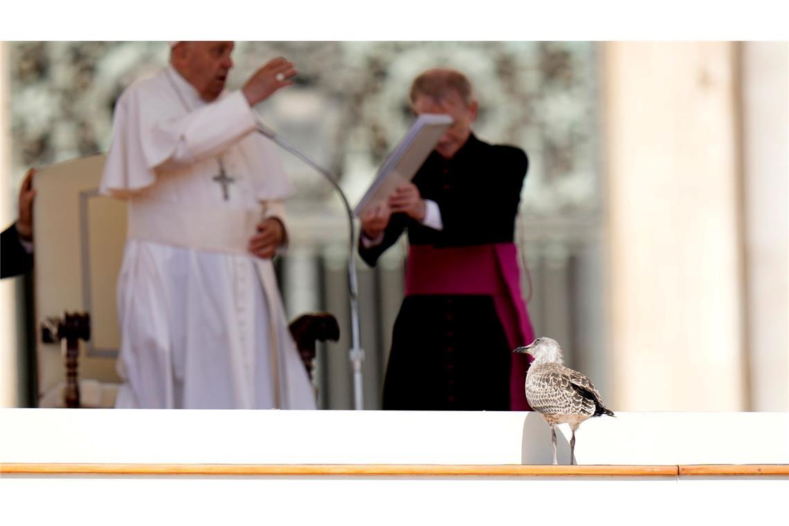 Am Ende der Generalaudienz von Papst Franziskus auf dem Petersplatz im Vatikan, kam diese junge Möwe noch angeflogen. Möglicherweise wollte sie auch gesegnet werden.