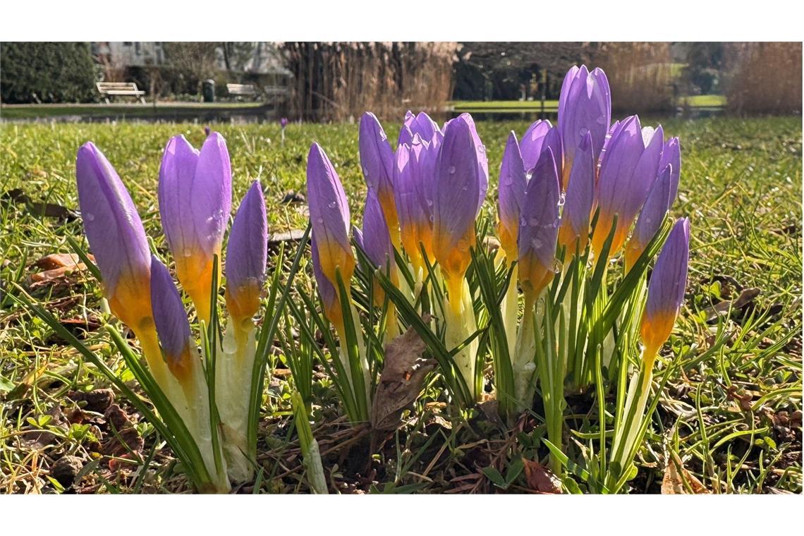 Am Freitag können die Menschen in Baden-Württemberg mit frühlingshaften Temperaturen rechnen.