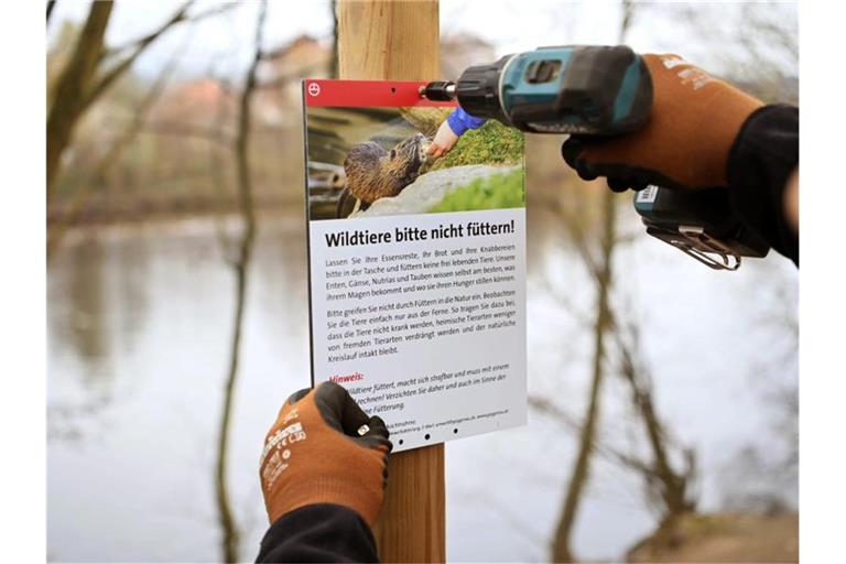 An der Murg wird ein Schild angebracht auf dem ein Nutria abgebildet ist, mit der Bitte die Wildtiere nicht zu füttern. Foto: Uli Deck/dpa