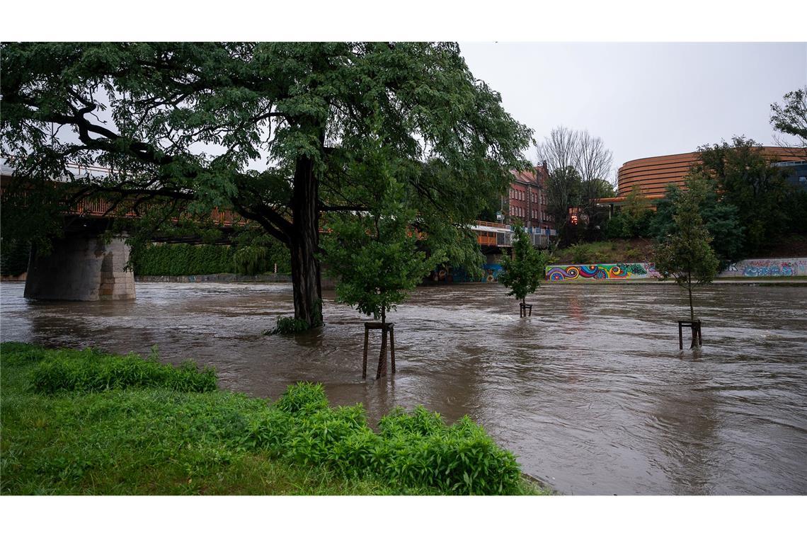 An der Stadtbrücke in Görlitz stehen Bäume im Hochwasser der Neiße.