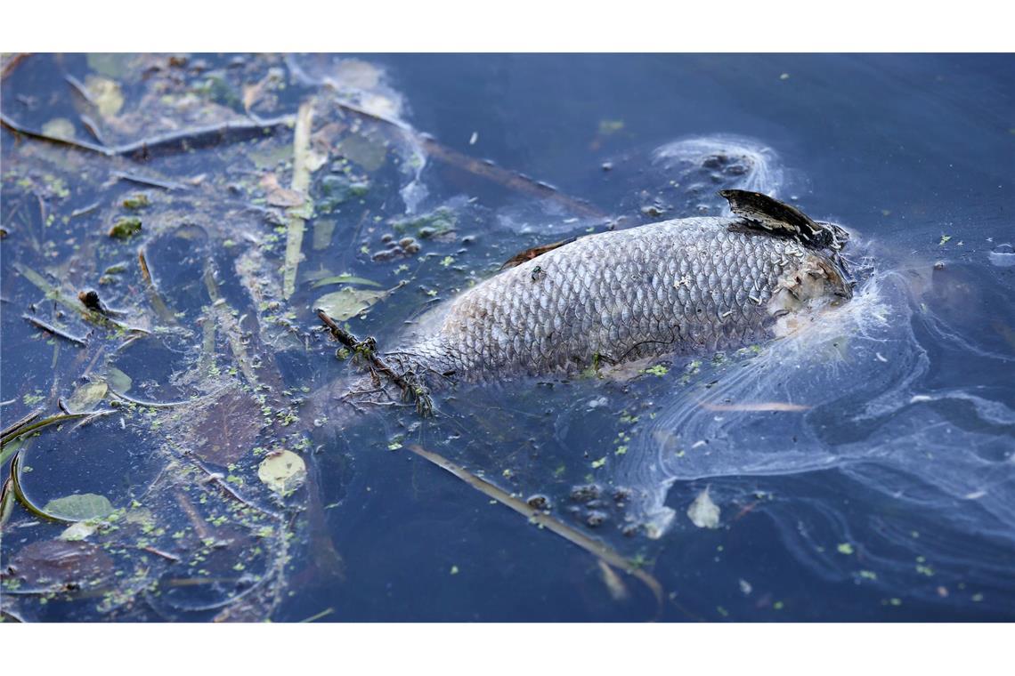 "An einigen Stellen der Bucht gibt es im Moment kein Leben mehr, unsere Fische sind durch Sauerstoffmangel gestorben." (Archivbild)