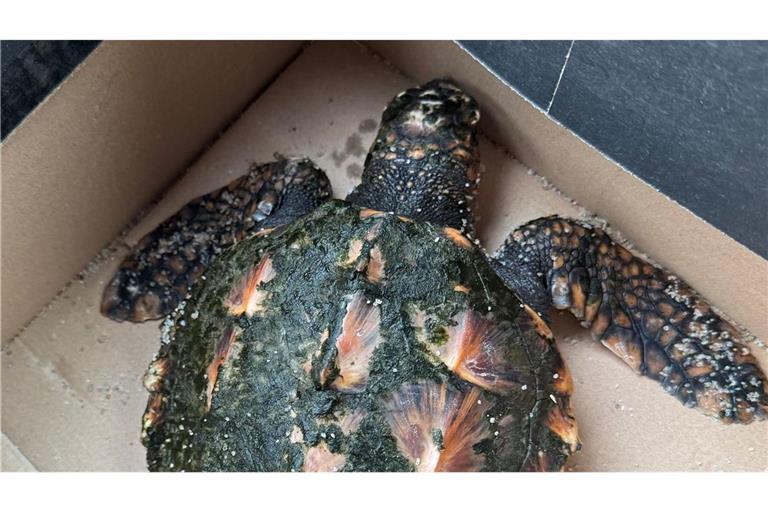 An Heiligabend hatten Urlauber die seltene Schildkröte an einem Strand auf Sylt entdeckt.