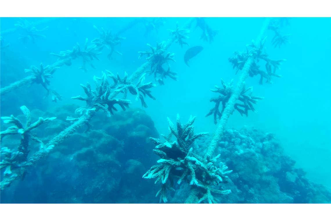 An solchen Schnüren wachsen die Korallenfragmente vor Nha Trang.