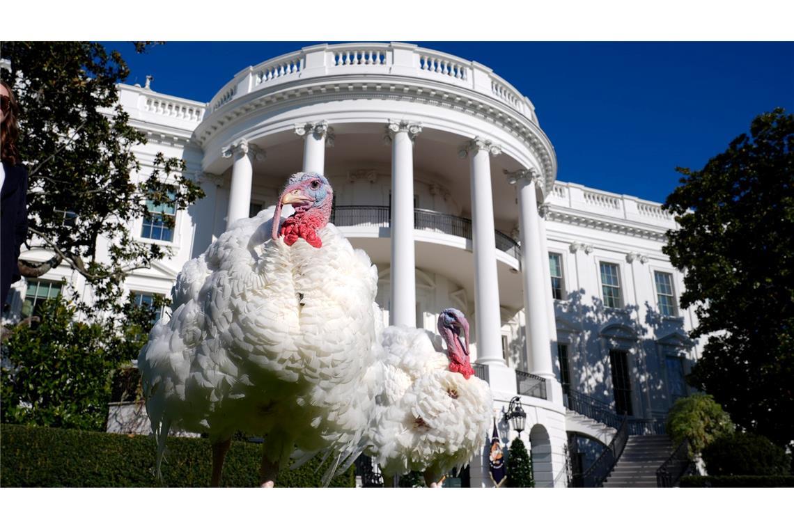 An Thanksgiving wird in amerikanischen Familien traditionell Truthahn serviert.