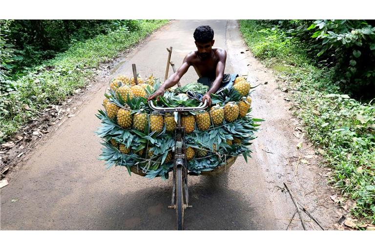 Ananastransport per Fahrrad in Bangladesch