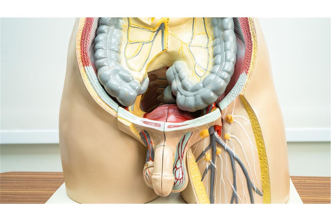 Anatomisches Modell des männlichen Geschlechtsorgans.