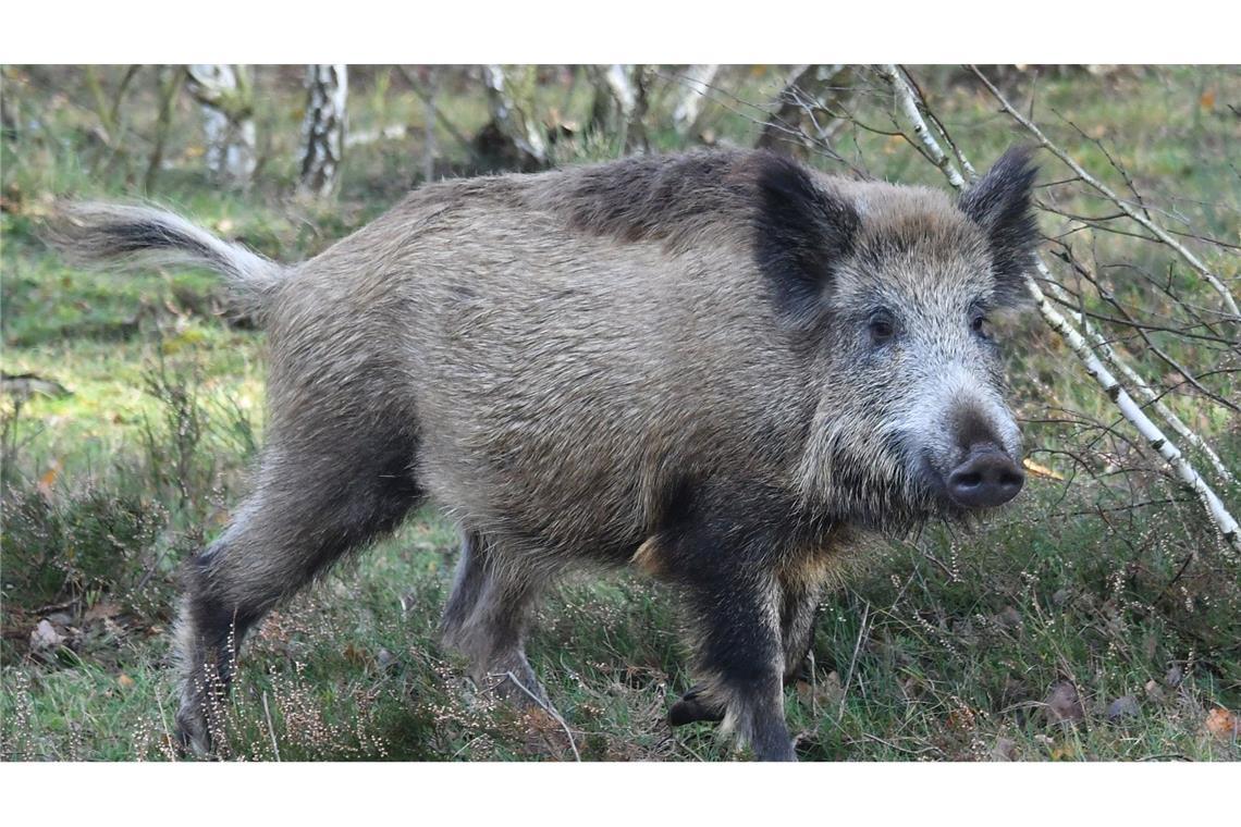 Anfang August hatte ein Jäger im Rhein-Neckar-Kreis ein sichtbar erkranktes Wildschwein erlegt. (Symbolbild)