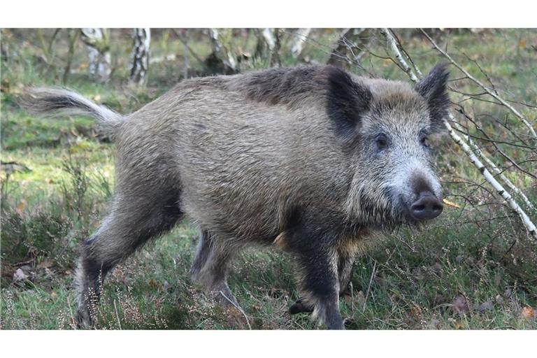 Anfang August hatte ein Jäger im Rhein-Neckar-Kreis ein sichtbar erkranktes Wildschwein erlegt. (Symbolbild)