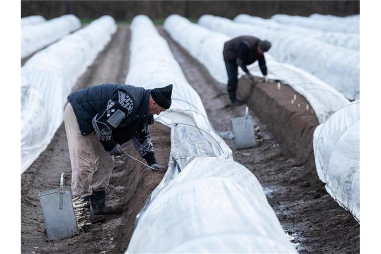 Arbeiter aus Rumänien ernten auf einem beheizten Spargelfeld vom Spargelhof Großhans Spargel. Foto: Silas Stein/dpa/Archivbild