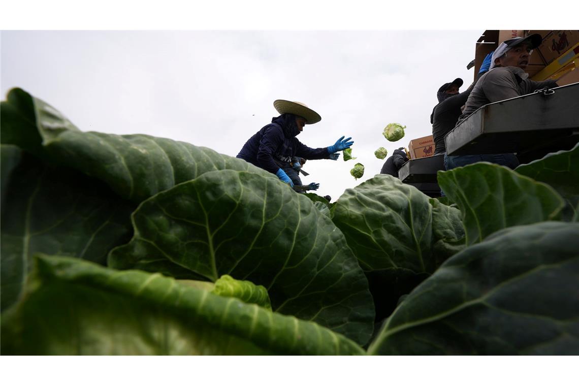 Arbeiter ernten Kohl auf einem Feld in Holtville in den USA, weniger als zehn Meilen von der Grenze zu Mexiko entfernt.