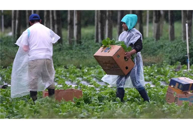 Arbeitskräfte vor allem aus Mittel- und Südamerika spielen eine wichtige Rolle in der Landwirtschaft der USA, im Bauwesen und im Gastgewerbe.