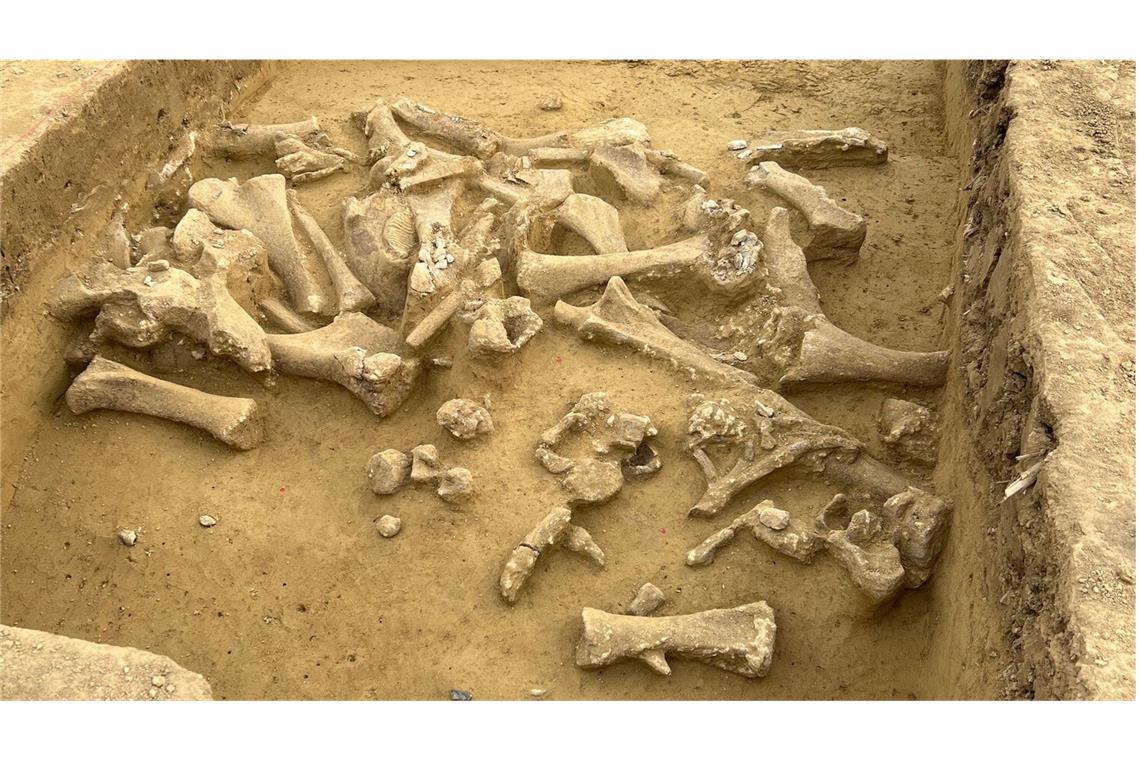 Archäologen haben in Österreich einen steinzeitlichen Schlachtplatz für Mammuts entdeckt.