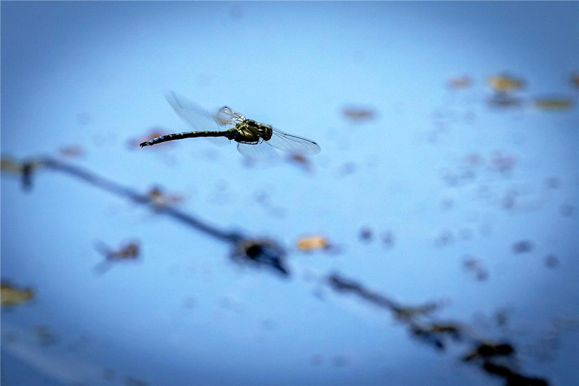 Auch die Insekten genießen die warmen Tage.