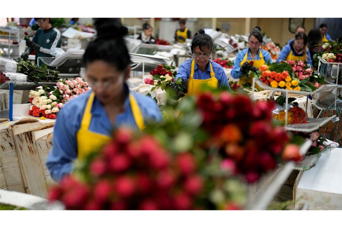 Auch in Kolumbien werden Schnittblumen produziert. (Archivbild)