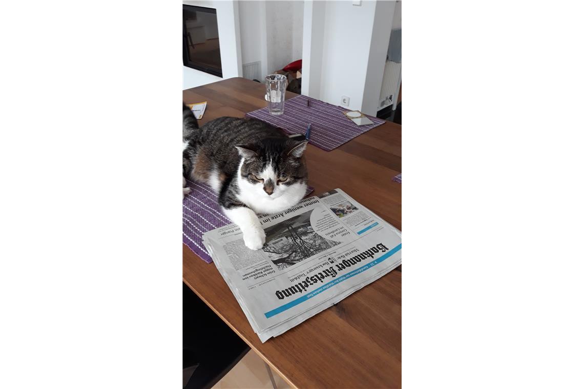 Auch Kater Carlos liest gerne die Zeitung. 