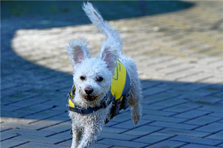 Auf dem Sprung: In Bewegung können Tiere wie auch Menschen sein. Archivfoto: Tobias Sellmaier