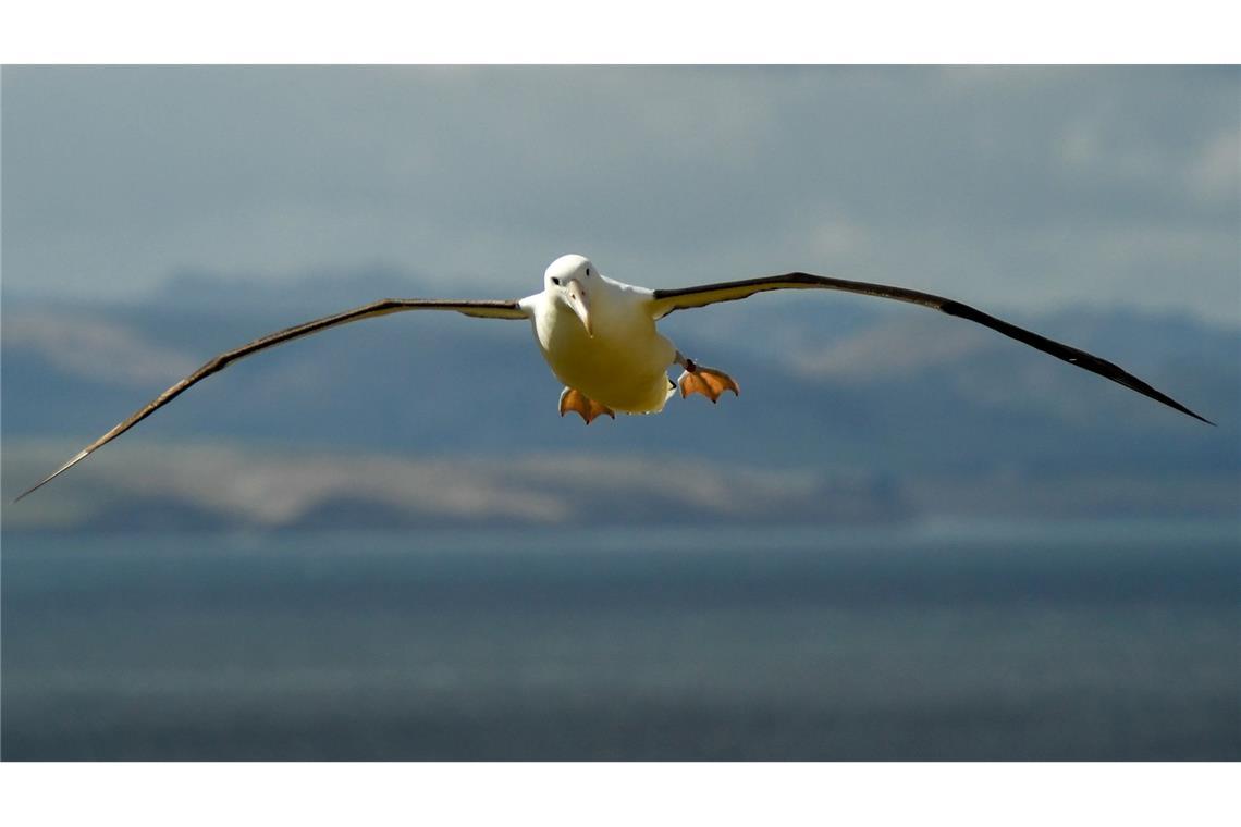 Auf den Heard- und McDonaldinseln leben viele Albatrosse. (Symbolbild)