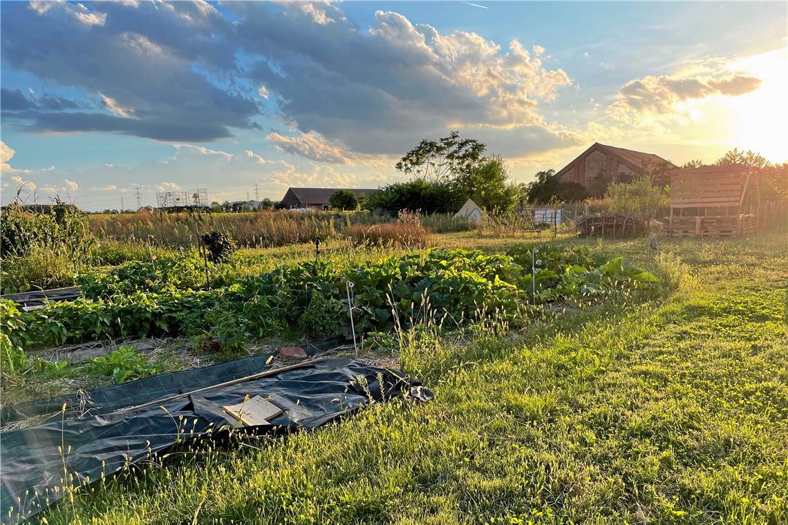 Backnangerin wird zu Wiener Heldin Auf den rund 5000 Quadratmetern des Wiener Naschgartens bauen Kinder ihre eigenen Lebensmittel an und lernen so, die Herkunft ihrer Nahrung und den Naturkreislauf zu verstehen. Fotos: privat