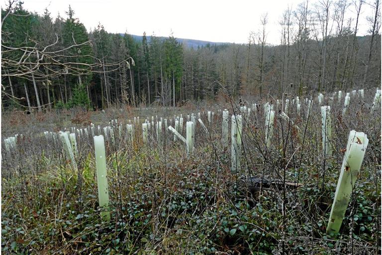 Auf der Fläche, deren Bäume den Schädlingen zum Opfer gefallen waren, sind viele junge Bäumchen nachgepflanzt worden. Foto: Ute Gruber