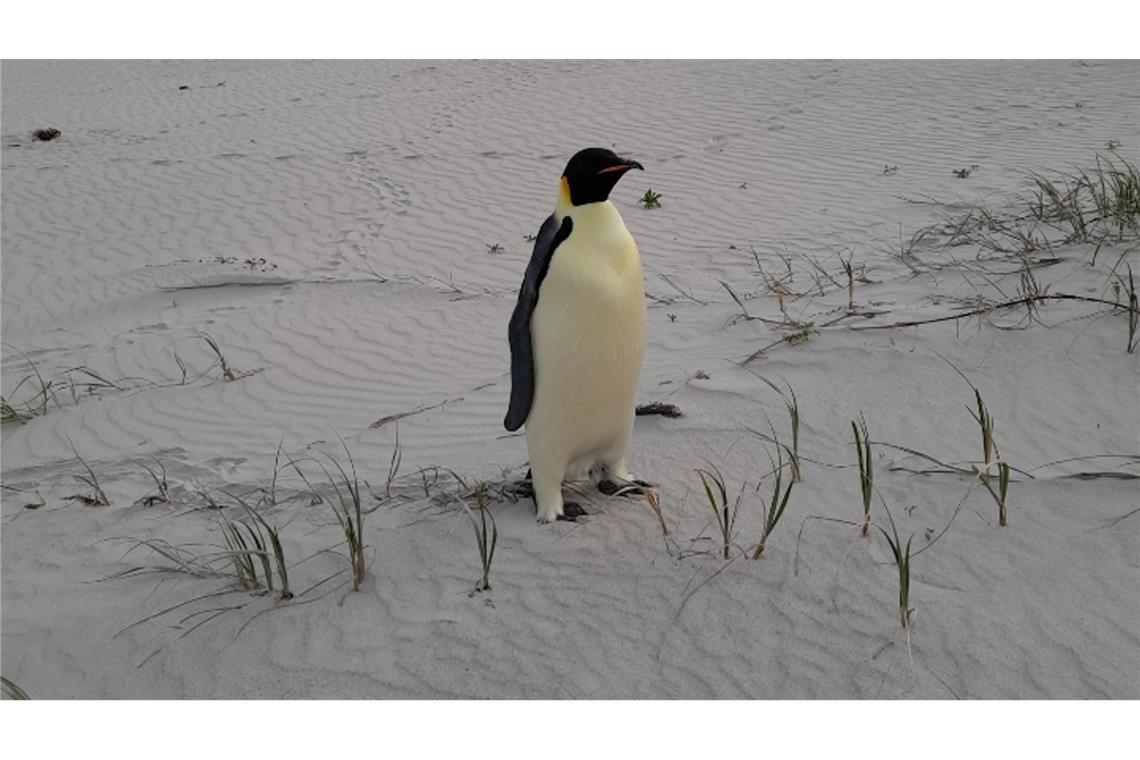 Auf diesem vom für Biodiversität und Artenschutz zuständigen Ministerium von Western Australia (DBCA) zur Verfügung gestellten Foto ist ein in Australien gestrandeter Kaiserpinguin am Ocean Beach nahe des Ortes Denmark zu sehen.