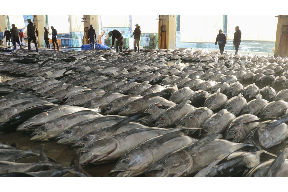 Auf einem Großmarkt im Westen Japans wird Thunfisch bei der ersten Auktion des Jahres angeboten.