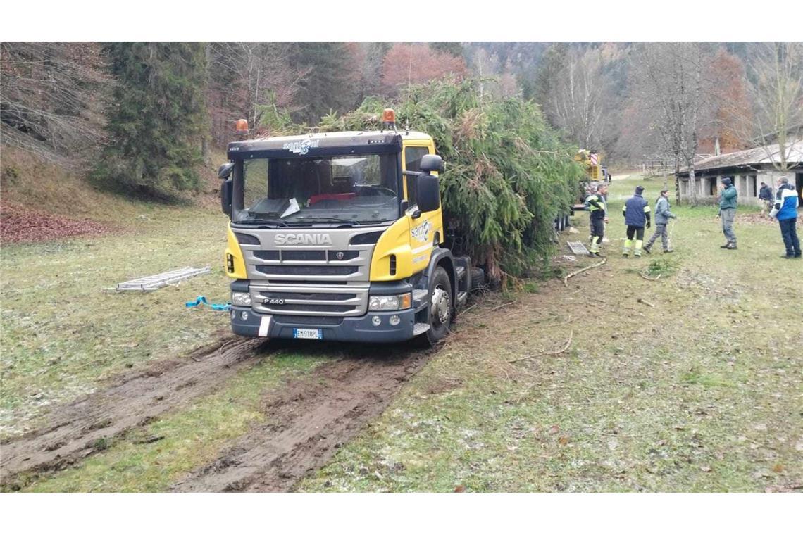 Aus dem Trentino ging es für die Rotfichte nach Rom. (Archivbild)