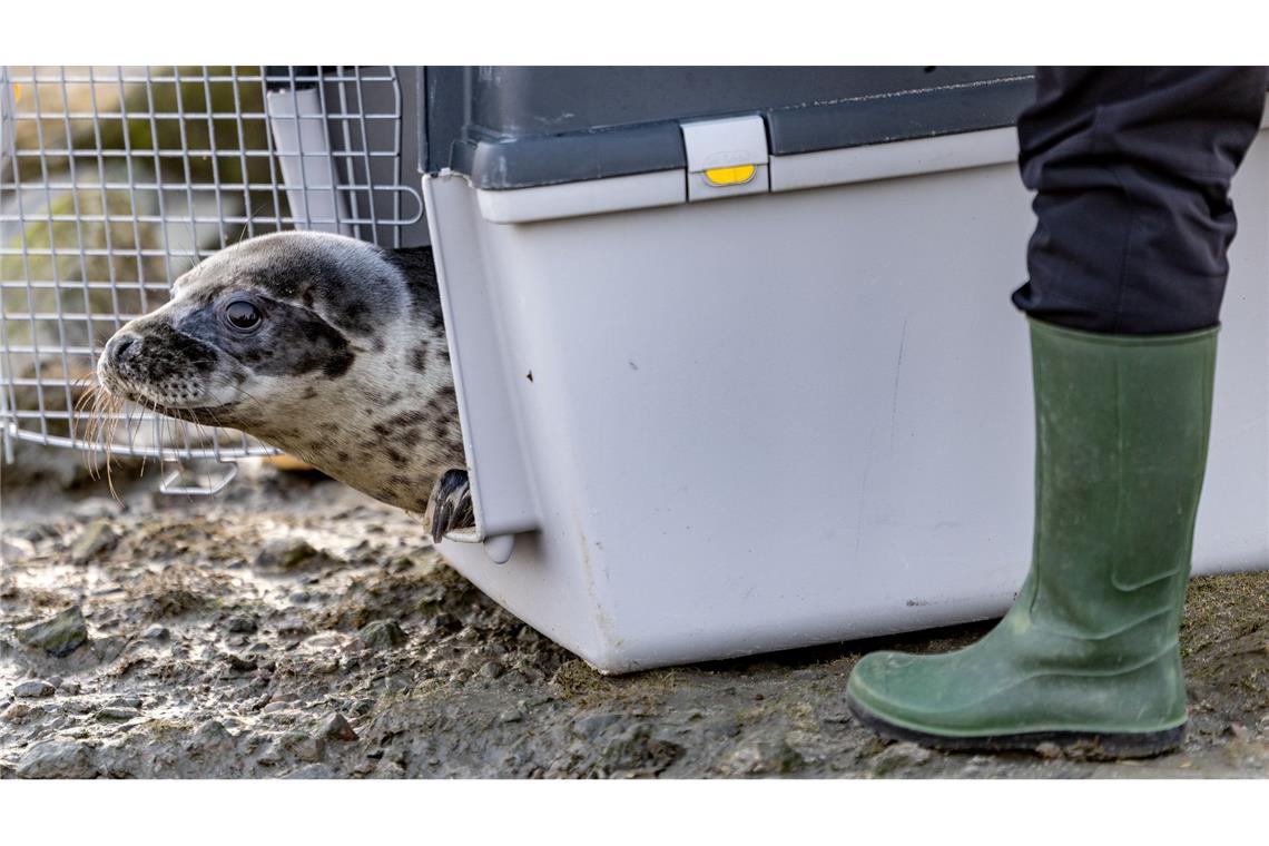 Aus den Transportboxen kamen die vier Kegelrobben nur sehr zögerlich heraus.