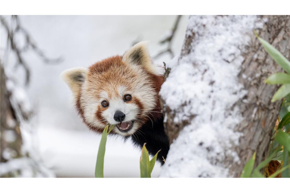 Ausgebüxt und wieder eingefangen: Panda-Zwillinge nutzten den Schnee in der Schweiz für ein Abenteuer.