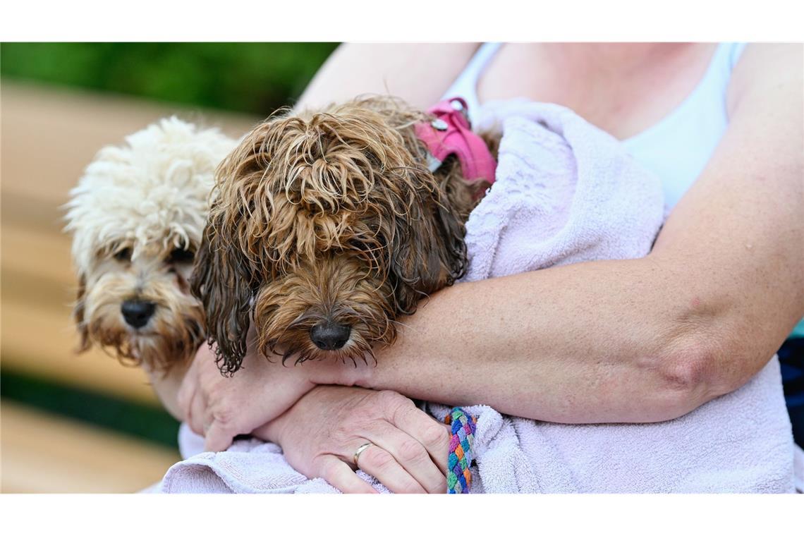 Außerdem war es Pflicht, eine Haftpflichtversicherung für Hundehalter vorweisen zu können.