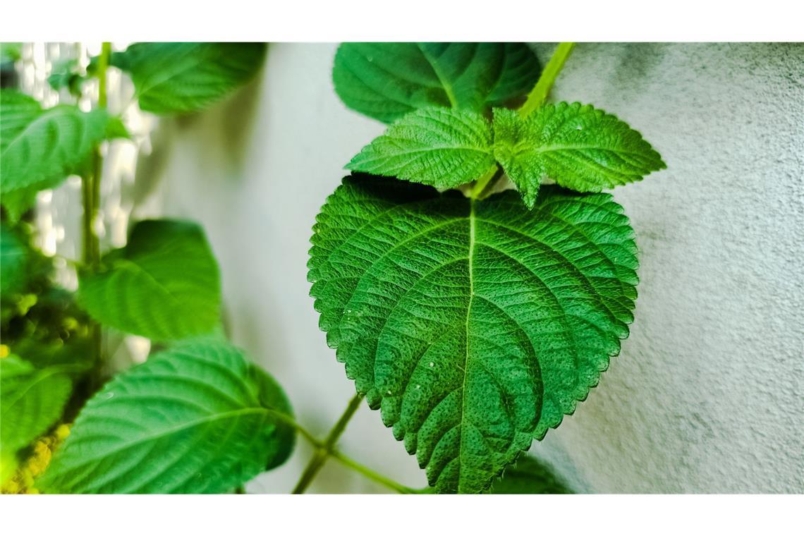 Australische Brennnessel (Dendrocnide moroides): Sie wächst in Australien und den Regenwäldern in Indonesien. Die vier bis zehn Meter hohe Pflanze ist mit dichten, stachelartigen Brennhaaren besetzt, die durch Kleidung dringen. Das darin enthaltene Toxin Moroidin verursacht Hautreizungen, Schwellungen und starke Schmerzen, die monatelang anhalten können.