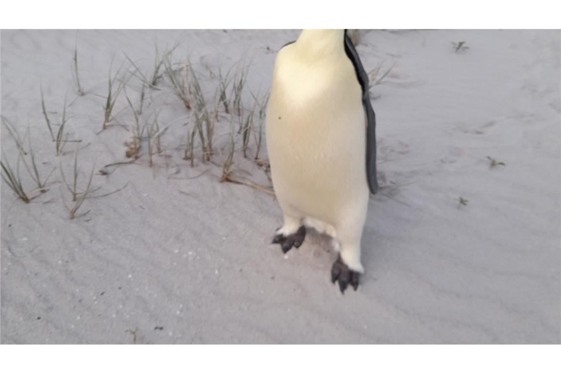 Badegäste am Ocean Beach staunten nicht schlecht über den seltenen Gast.