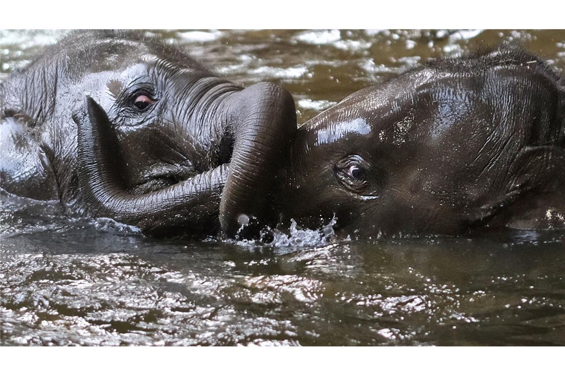 Badespaß im Zoo - zwei junge Elefanten spielen im Wasserbecken