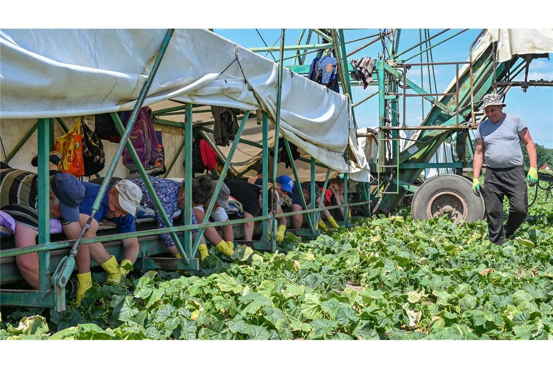 Bäuchlings auf dem Gurkenflieger liegend pflücken die Erntehelfer die Einlegegurken.