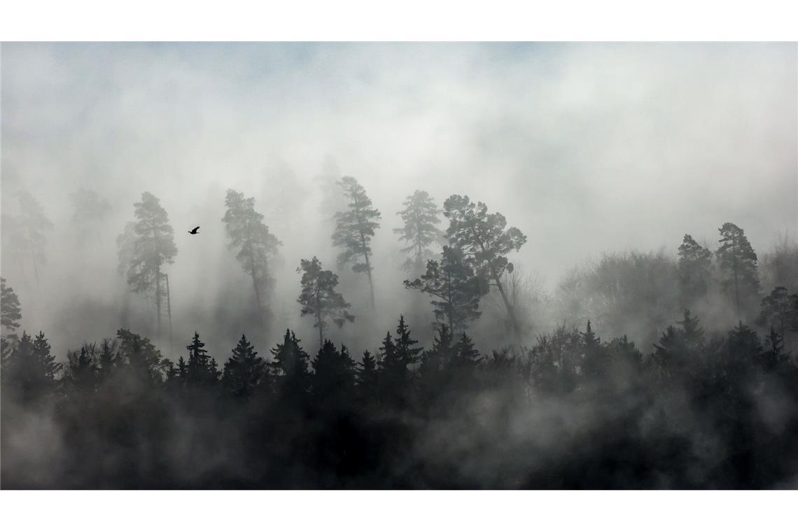 Bäume ragen aus dem dichten Nebel am Rande der Schwäbischen Alb.